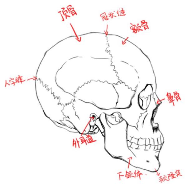 头部骨骼侧面