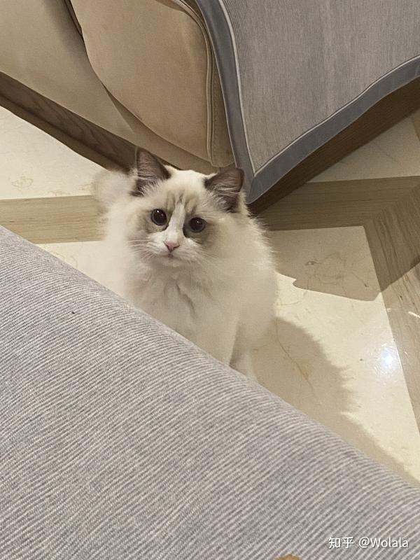 这只布偶猫算海双吗