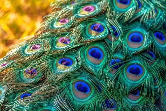 孔雀羽毛显示出的斑斓色彩其实是一种"结构色".