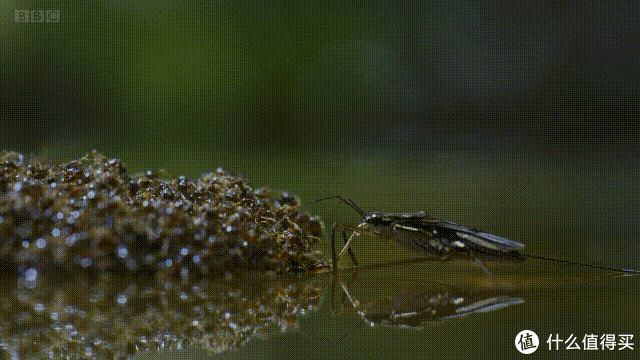 抱团渡河的蚂蚁突然遭遇了捕猎者,勇敢的战士击退了捕猎者.