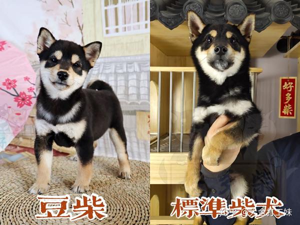 选柴指南|标准柴犬和豆柴犬有什么区别?