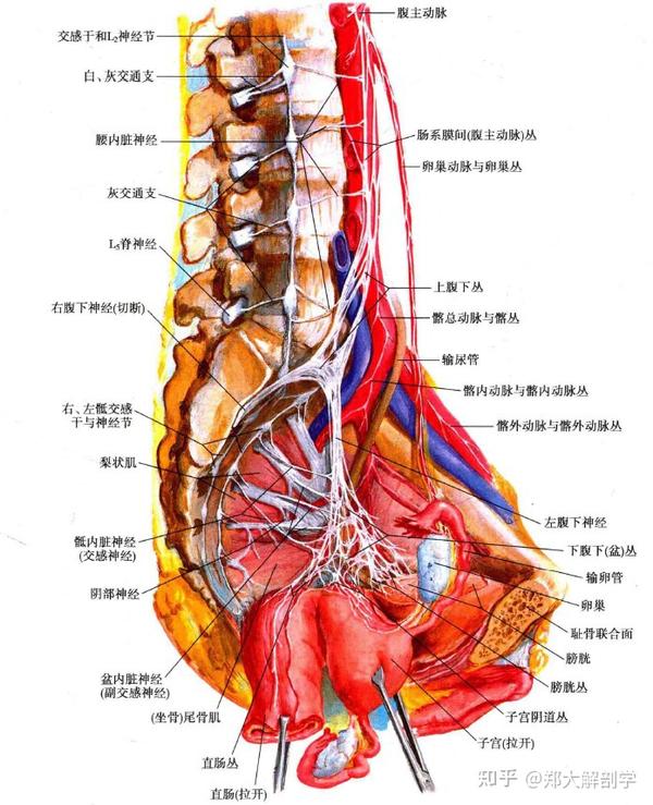 自主神经丛 —上腹下丛