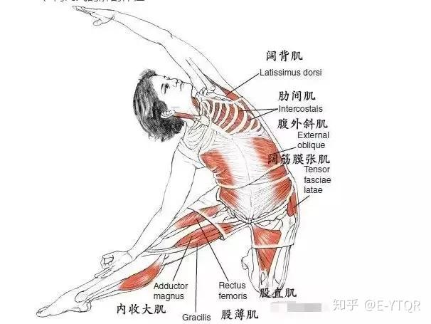 瑜伽体式门闩式详解助你甩掉腰腹赘肉