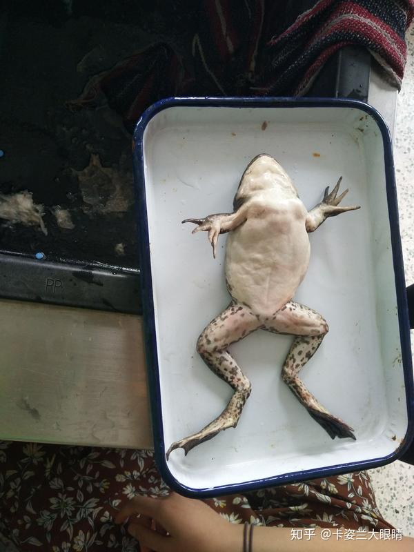 上星期刚解剖的牛蛙