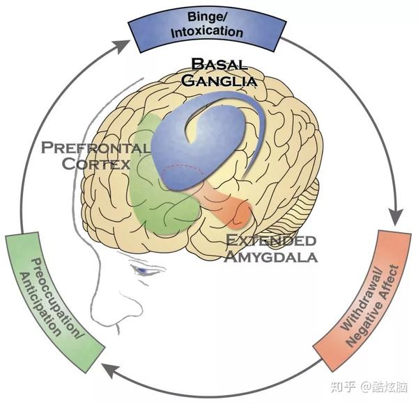 蓝色区域为基底神经节   ncbi   nih
