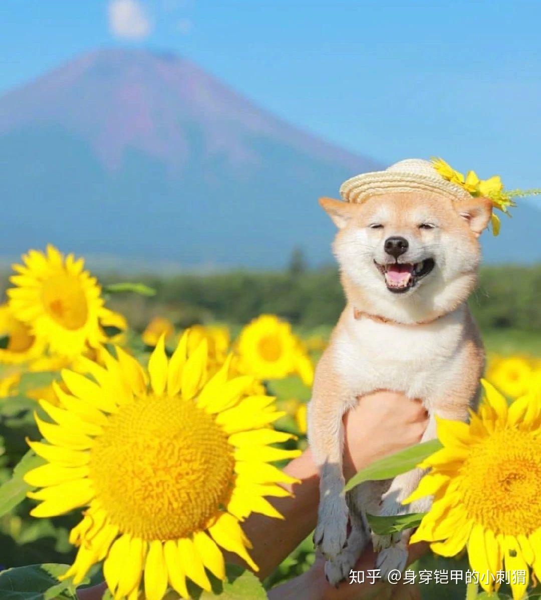 敲可爱卡哇伊治愈系的微笑狗狗向日葵图片