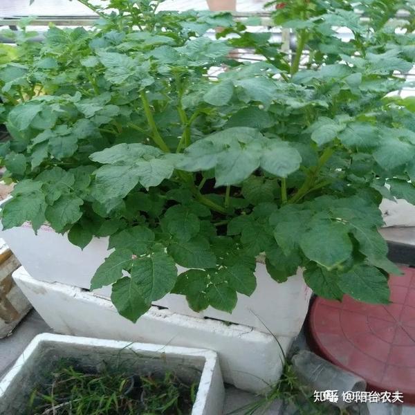 两个搭在一起的泡沫箱种土豆