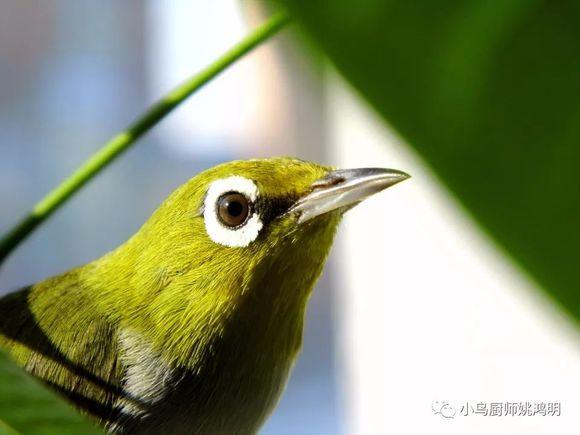 绣眼水便分析及防治姚鸿明手工高端鸟粮提醒您