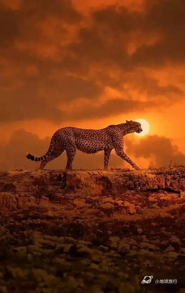 猎豹英文:cheetah 花豹英文:leopard (猎豹英文里有个leo 注意leo是