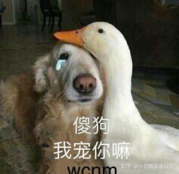你都存了哪些沙雕表情包?