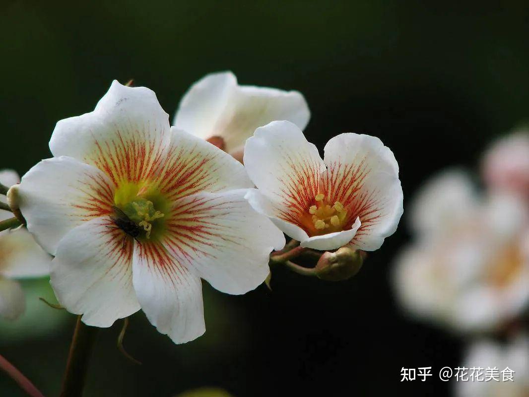 知乎