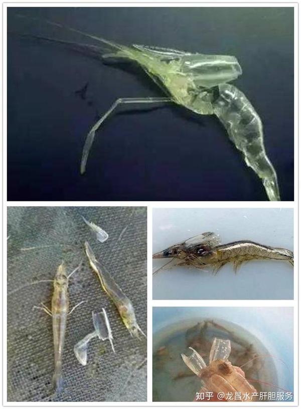 既影响虾类的形态,生理和行为变化,也是虾类完成变态发育和生长必需的