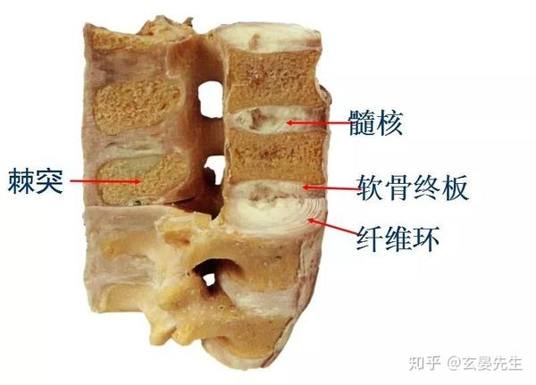 (3)腰椎上下关节突关节面呈矢状位(内,外关系). 3,韧带 a.