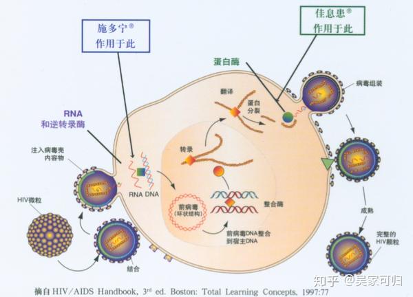 hiv  感染过程