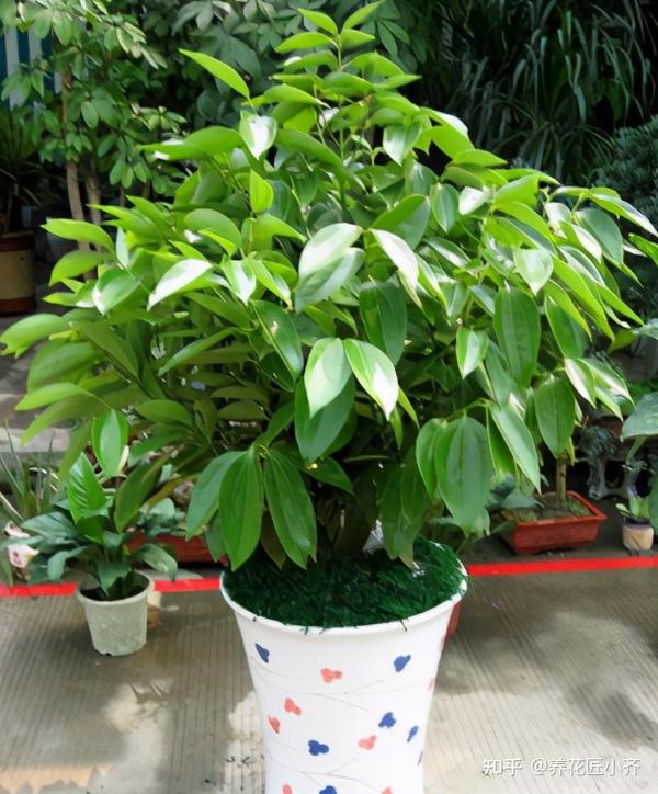 平安树它的寓意是平安吉祥,它也是一种一年四季叶片常绿的植物,而且