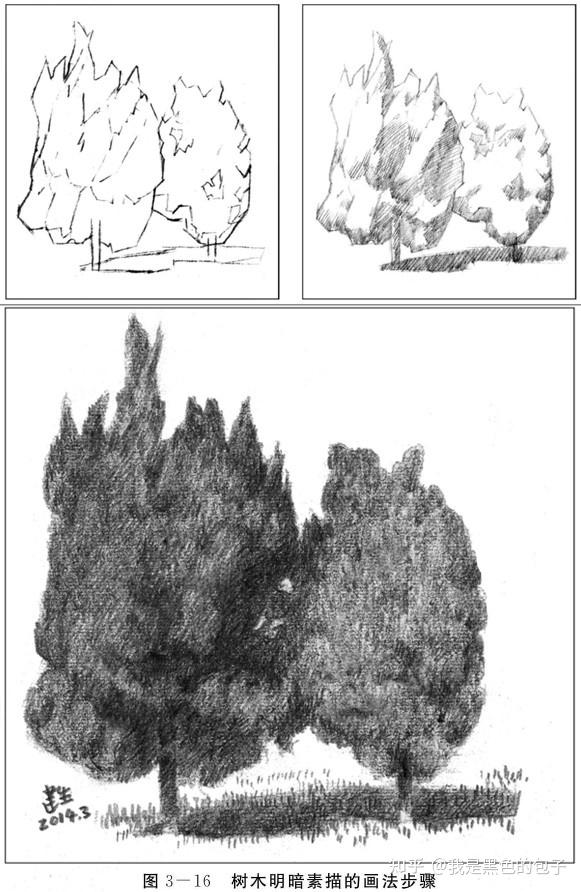 树的明暗面怎么画