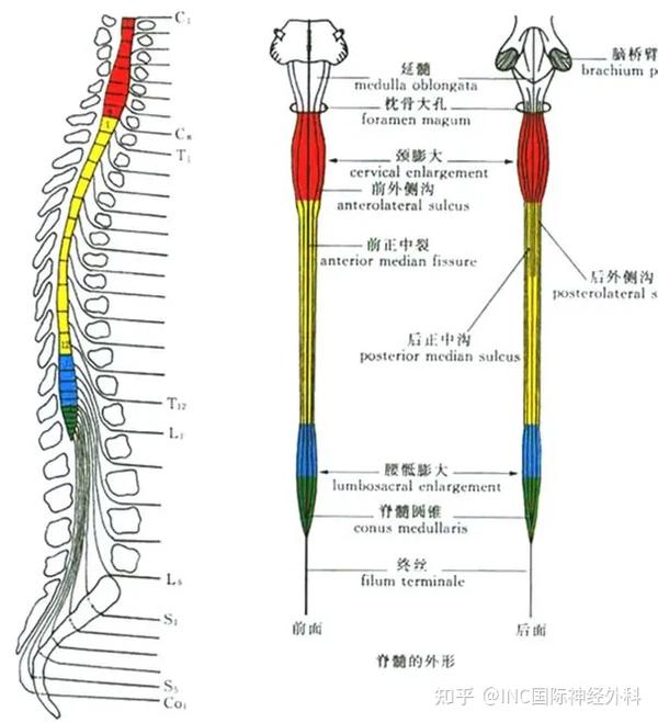 脊髓内肿瘤手术风险大?术后第3天可下地自如行走,一图