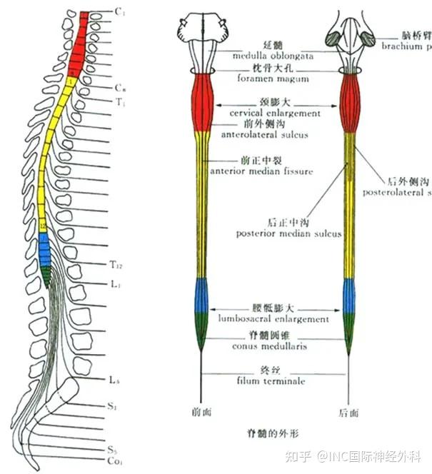 脊髓内肿瘤手术风险大术后第3天可下地自如行走一图一图详解脑瘤切除