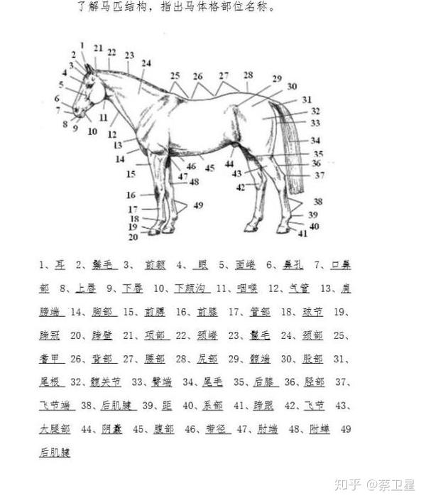 马匹中英文身体构造图