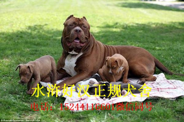 最新比特犬价格