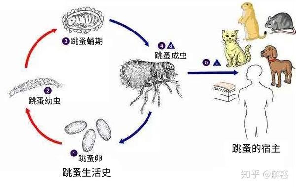 跳蚤和臭虫叮咬有什么不同,怎么区分具体是被哪种虫子