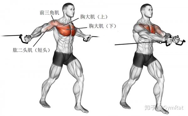 【胸部】经典训练动作 图解