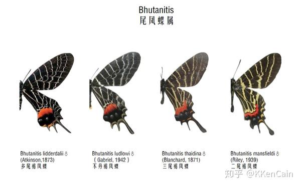 不死蝶 zhuanlan.zhihu.com