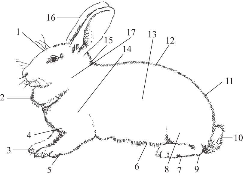第一节家兔的解剖生理特点