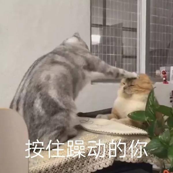 小猫咪表情包 - 知乎