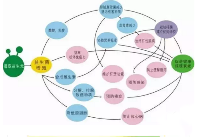 益生元种类很多:有低聚糖,多糖,植物中草药提取物,蛋白质水解物,多元