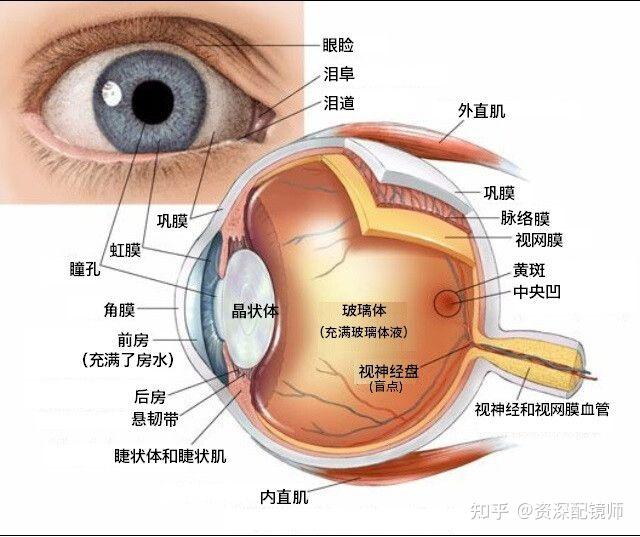 眼睛解剖图有兴趣可以看一下近视屈光状态有所不同:近视有低度近视