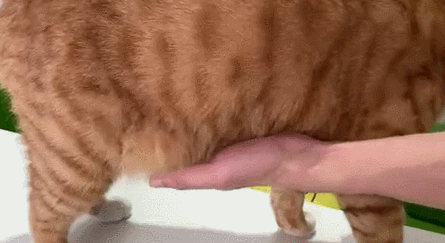肥肉?猫咪腹部下垂的这坨,到底是什么?