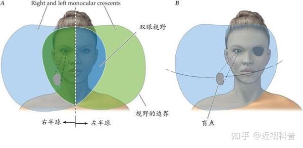 为什么单只眼睛观察周围环境时,看到的视野中没有出现黑点或盲区呢?