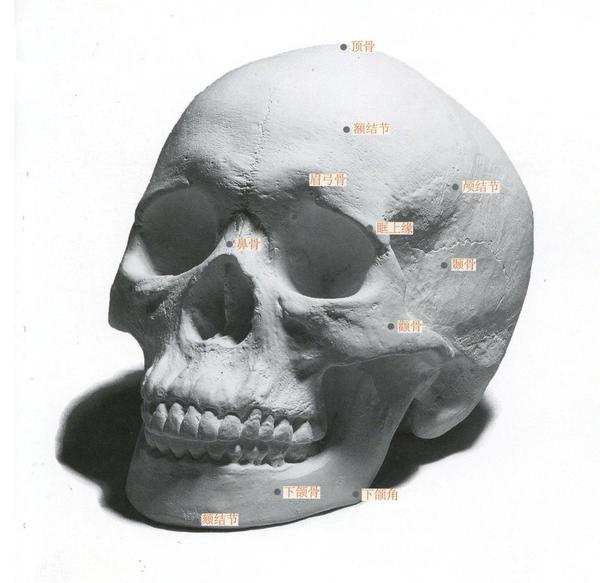 【头部结构】头部骨骼与肌肉讲解