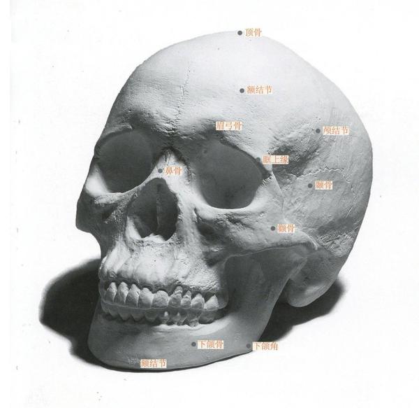 的骨骼构架,是一个外圆内方的六面体,它是由脑部骨骼和面部骨骼组成的
