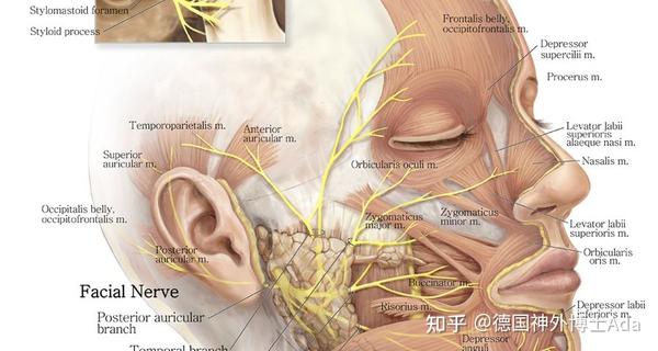 听神经瘤术后面神经损伤修复的研究进展