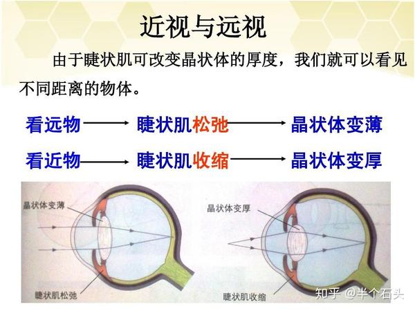 眼镜的结构及近视远视原理