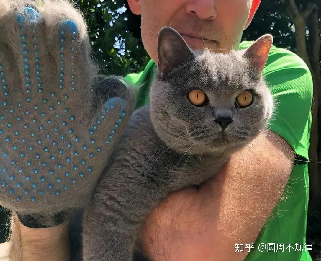 英短猫害怕的7件事很多人还不知道