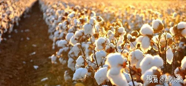 新疆棉花事件:h&m,耐克们的无知!中国的"耐克"何时诞生?