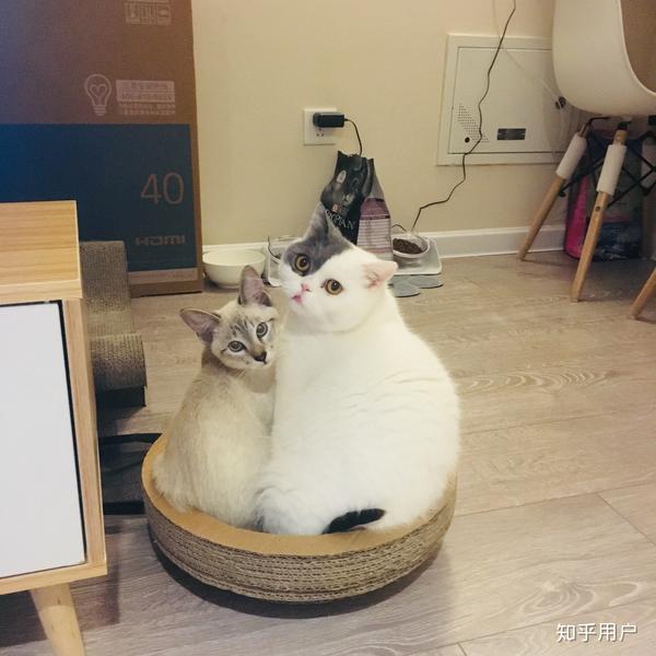 同时养一只橘猫和一只暹罗猫是什么感受?