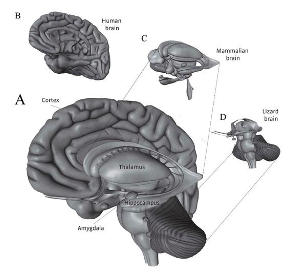 "古哺乳动物脑"和"新哺乳动物脑"三大部分