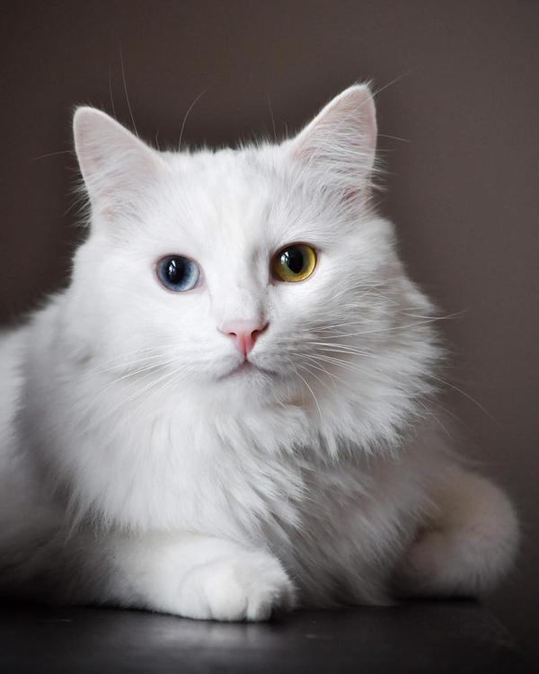吸猫大会:长毛白猫max