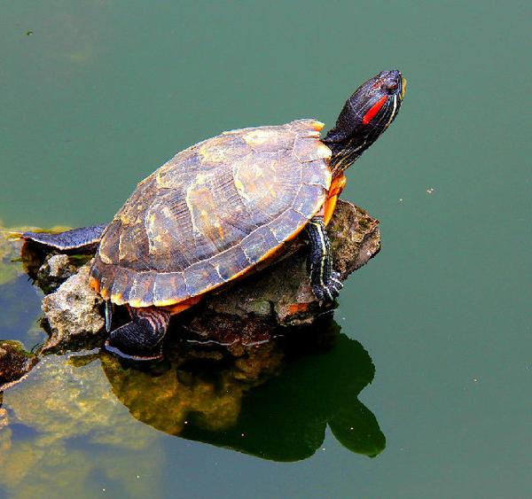 光照:乌龟需要定时的光照,这使得养乌龟也比较麻烦,尤其是小乌龟,如果