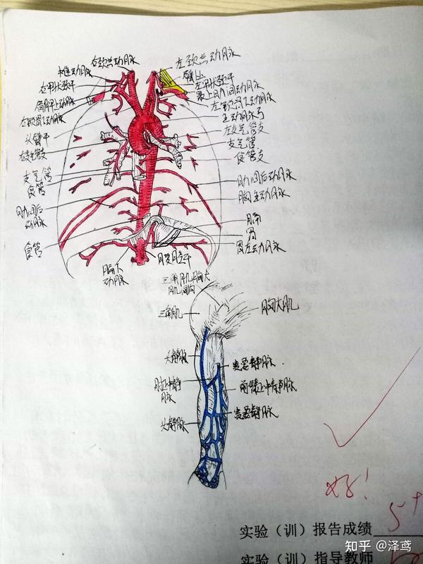 实验十.动脉 绘图:胸主动脉及其分支 实验十一.