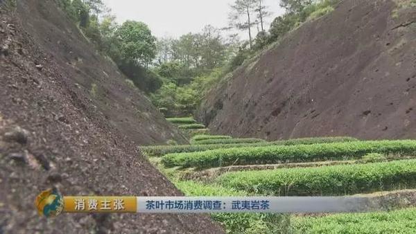 央视带你走进武夷山"天心岩茶村"