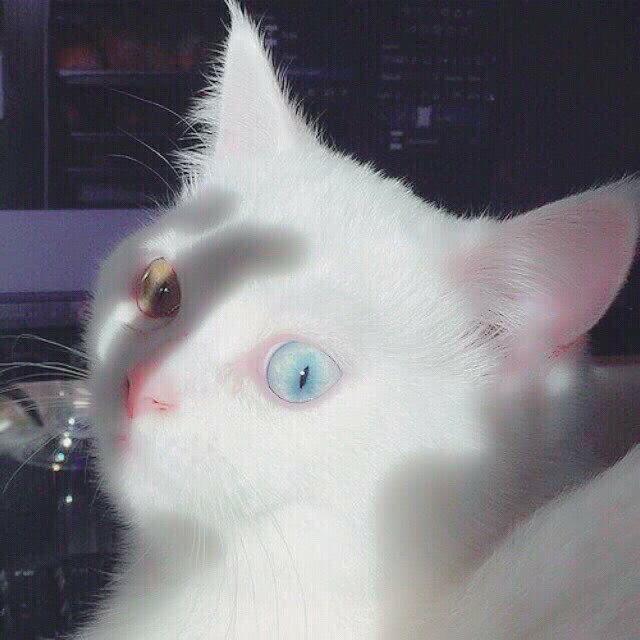 圈子用户头像