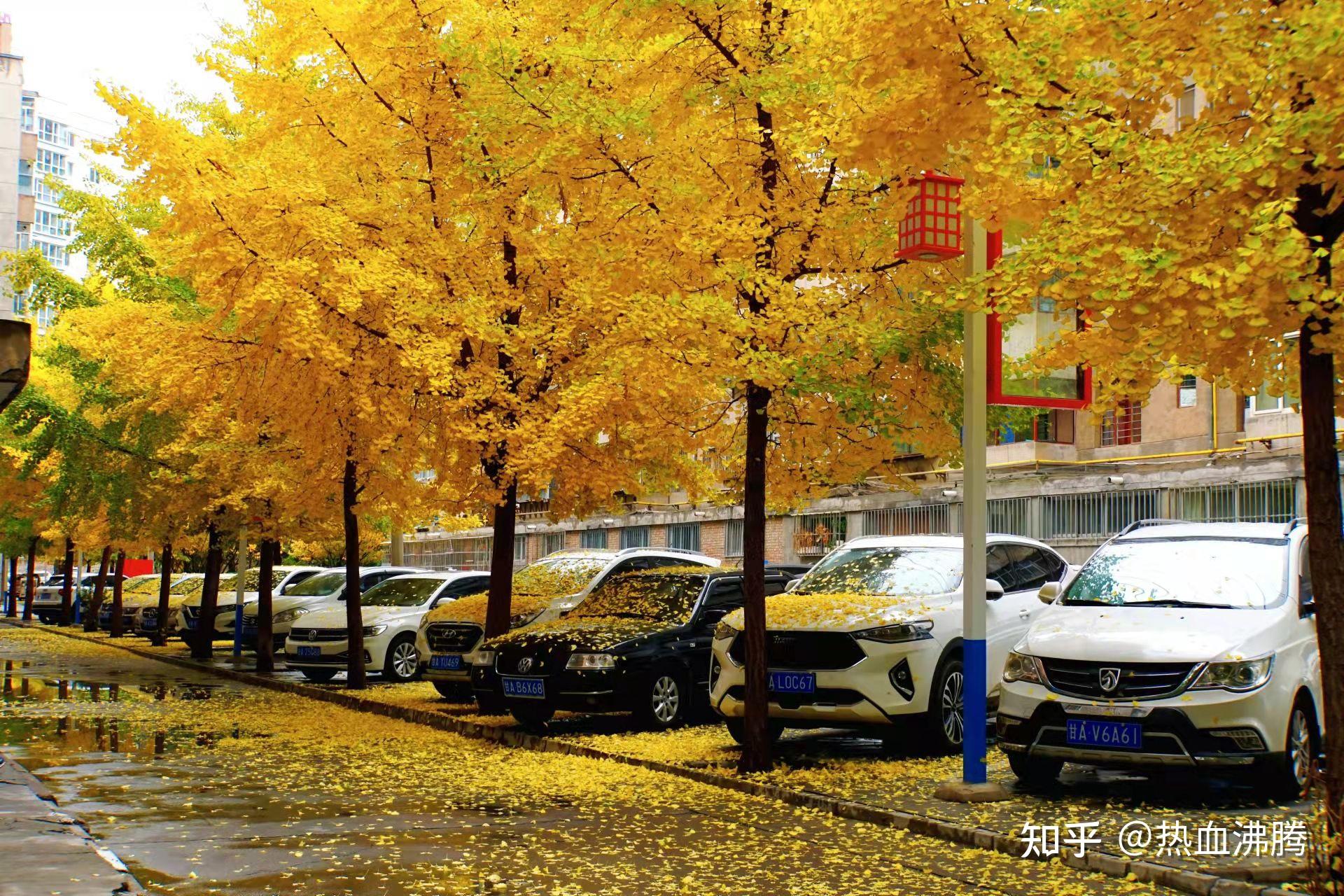 2021年的秋天你拍摄到的最好的秋天的风景是怎样的