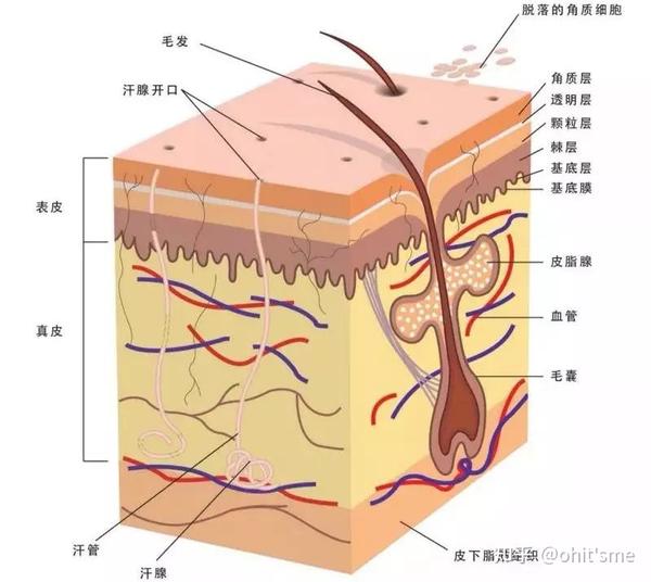 皮肤结构立体图(毛囊中间的"耳朵"就是皮脂腺)