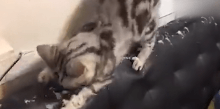 小猫咪能有什么坏心眼!打砸抢烧都是因为爱你罢了