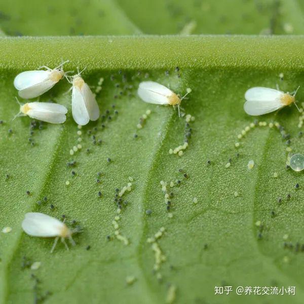 上面是白粉虱 蚜虫和白粉虱都会吸取植物的汁液,导致叶子不断变黄